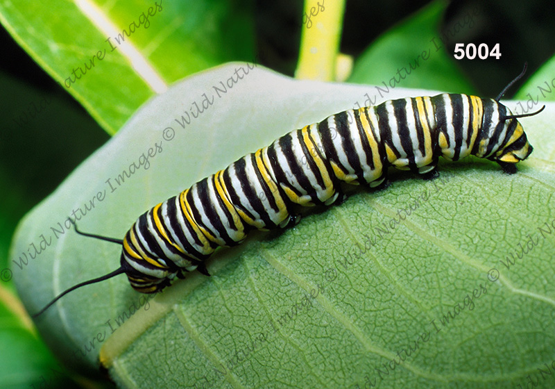 Monarch (Danaus plexippus)